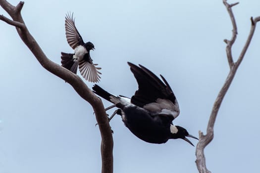 A captivating aerial scene captures the graceful interaction between an Australian Magpie and a Willie Wagtail in mid-flight, showcasing their elegant flight patterns and harmonious companionship