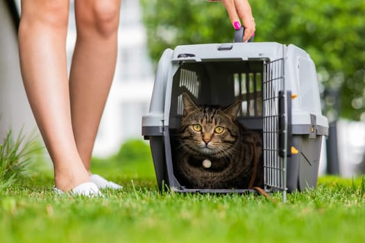 A gray striped cat lies in a carrier on the green grass in the open air next to the feet of the owner