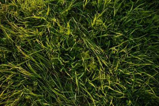 a close horizontal photo of the texture of high summer grass of rich green color taken from above. High quality photo