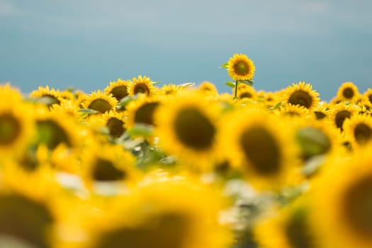 Standing out from the crowd concept. Wonderful panoramic view of field of sunflowers by summertime. One flower growing taller than the others