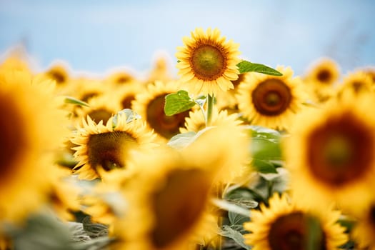 Standing out from the crowd concept. Wonderful panoramic view of field of sunflowers by summertime. One flower growing taller than the others