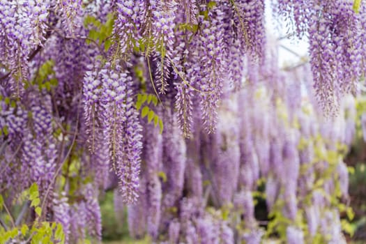 Blooming Wisteria Sinensis with scented classic purple flowersin full bloom in hanging racemes closeup. Garden with wisteria in spring.