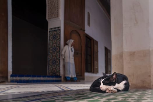 A sleeping cat in the bahia palace in marrakech