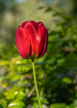 Red Tulip flower on green leaves background on a sunny spring day