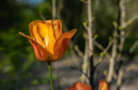 Red Tulip flower on green leaves background on a sunny spring day