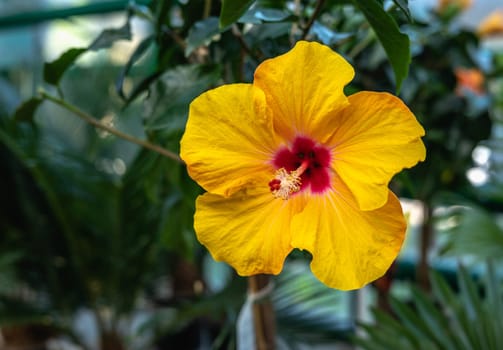 yellow hibiscus flower against the background of green leaves on a sunny spring day