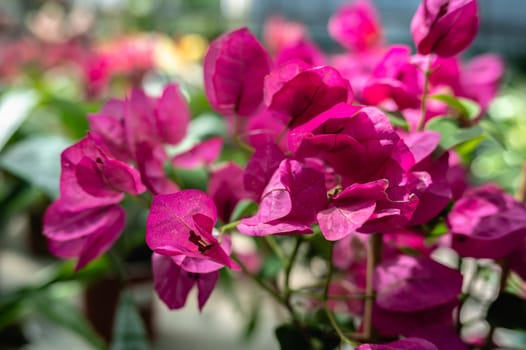 Red bougainvillea against the background of green leaves on a sunny spring day