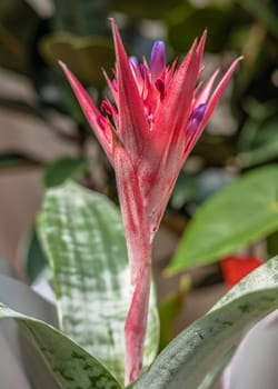 Pink Aechmea fasciata flower on green leaves background on a sunny spring day