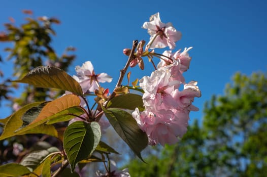 Pink cherry tree blossom sakura against blue sky on a sunny spring day