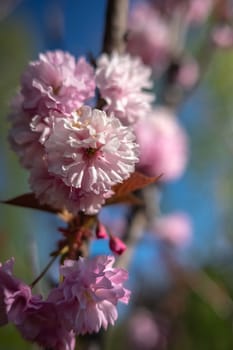 Pink cherry tree blossom sakura against blue sky on a sunny spring day