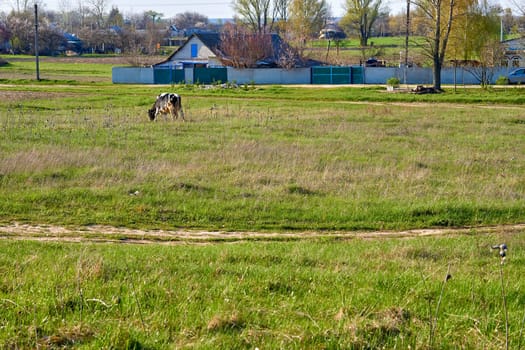 in, relating to, or characteristic of the countryside rather than the town