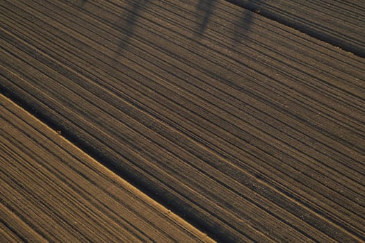 aerial view of young corn crops grwing under the sun in dry soil at sunset drone shot