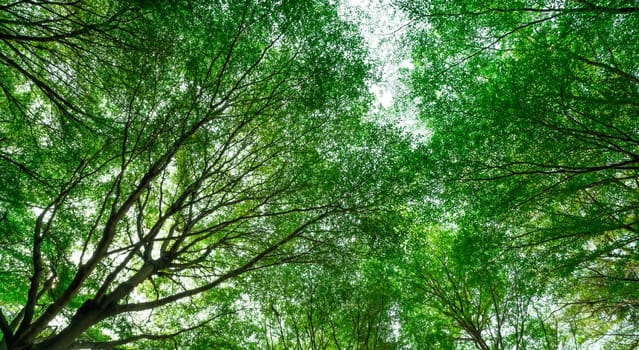 Bottom view of tree with green leaves and branches in tropical forest. Fresh environment in park. Green tree give oxygen in summer garden. Ecology concept. Carbon reduction. Plants for carbon credit.