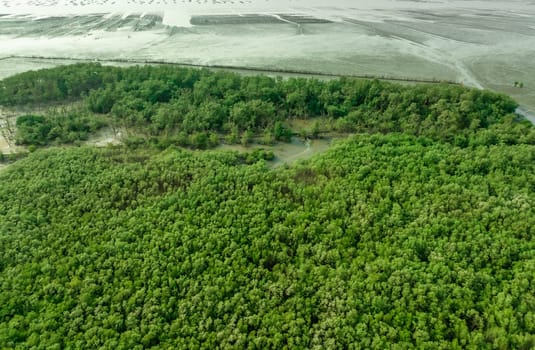 Green mangrove forest capture carbon dioxide. Net zero emissions. Mangroves capture CO2 from atmosphere. Blue carbon ecosystems. Aerial view mangrove trees and mudflat coastal. Natural carbon sinks.