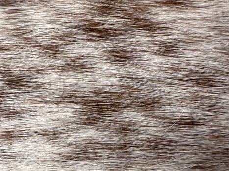 Brown white animal fur texture of hair and fur. High quality photo