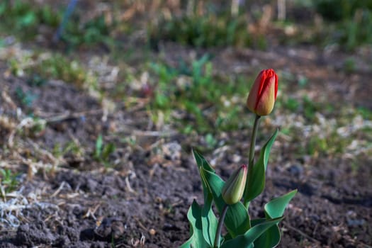 The first spring red tulip flowers on a natural dark background. Cultivation of flower crops in the ground.