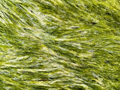 Algae green texture background macro. High quality photo