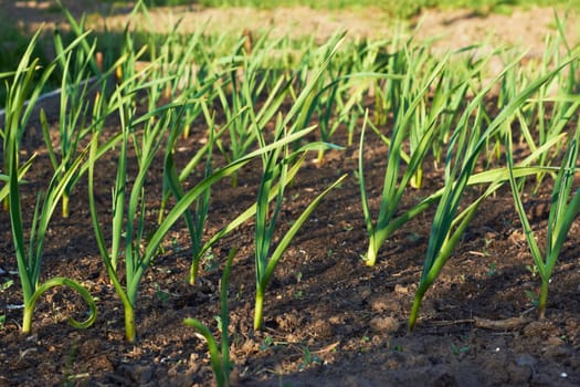 Green onions with long stems growing in the garden