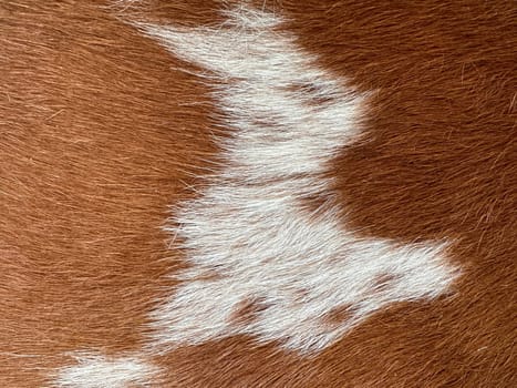 Wool, animal skin - cow fur texture. High quality photo