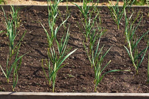 Green onions with long stems growing in the garden