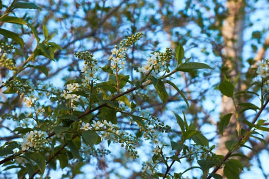 Flowering bird cherry. Spring background with flowering branches and bokeh effect. A flowering bird cherry on a branch with green leaves in close-up on a blurry background.