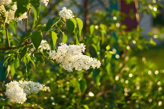 Flowering bird cherry. Spring background with flowering branches and bokeh effect. A flowering bird cherry on a branch with green leaves in close-up on a blurry background.
