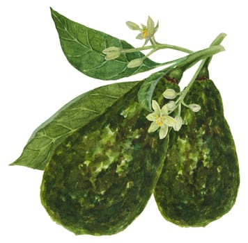 Avocado with leaves and flowers watercolor hand drawn realistic illustration. Green and fresh art of salad, sauce, guacamole, smoothie ingredient. For textile, menu, cards, paper, package design