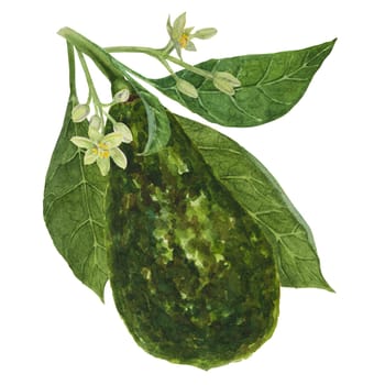 Avocado with leaves and flowers watercolor hand drawn realistic illustration. Green and fresh art of salad, sauce, guacamole, smoothie ingredient. For textile, menu, cards, paper, package design