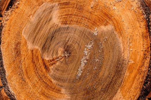 Close up round cut down tree with annual rings and cracks. Wooden texture Copy space