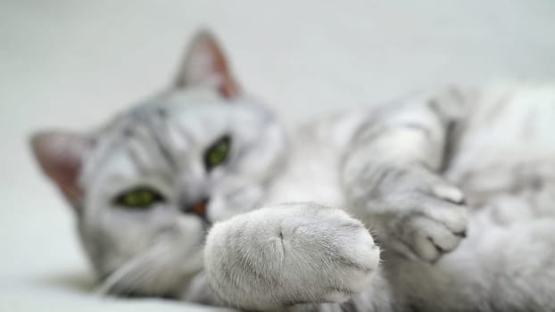 Scottish straight cat lies on his back. Cat upside down. Close up white cat face