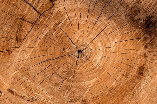 Close up round cut down tree with annual rings and cracks. Wooden texture Copy space