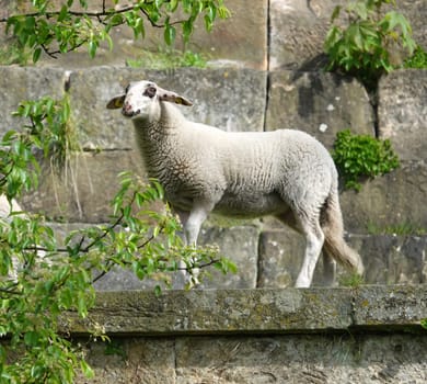 A young sheep walks over the castle wall in Bad Bentheim. The breed of this sheep is a rare local breed, namely landrace of Bentheim.