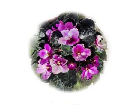 blooming pink violet saintpaulia close-up, flat lay, blurry isolated in a circle, top view.