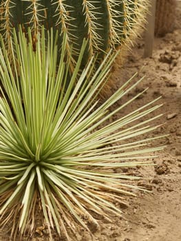 Perennial evergreen succulent Agave Striata Nana, narrow leaf century plant agave from Mexico.