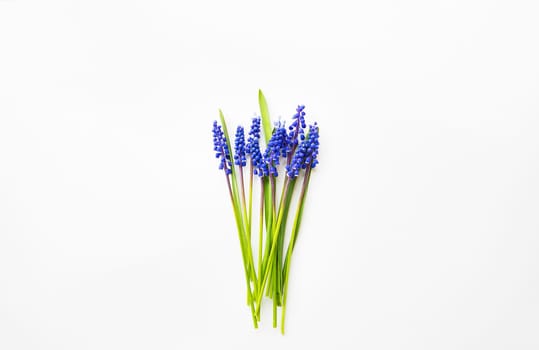 Beautiful composition - blue muscari lie on a white table.