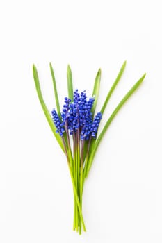 Beautiful composition - blue muscari lie on a white table.