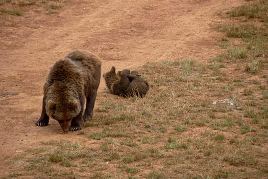 Female bear with her cub eating grass in the mountains. calf, brown dog, solitary, food, front view