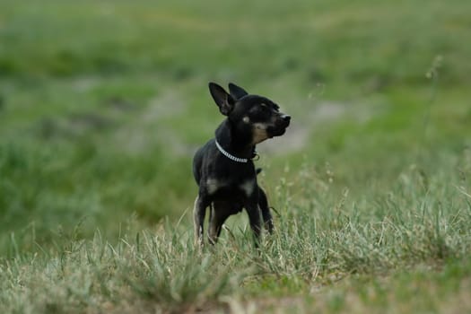 Black toy terrier on green grass. Decorative dog for a walk.