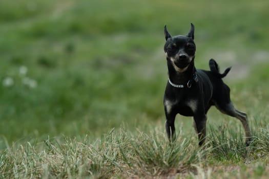 Black toy terrier on green grass. Decorative dog for a walk.