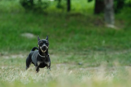 Black toy terrier on green grass. Decorative dog for a walk.