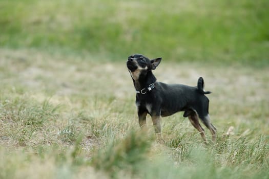 Black toy terrier on green grass. Decorative dog for a walk.