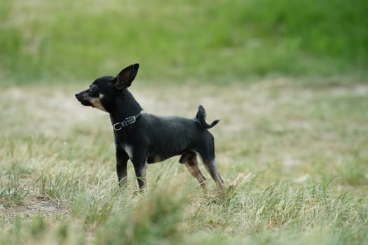 Black toy terrier on green grass. Decorative dog for a walk.