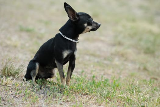 Black toy terrier on green grass. Decorative dog for a walk.