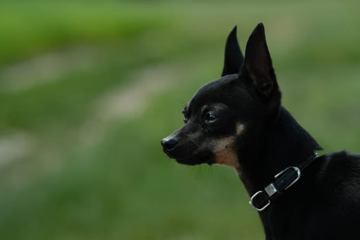 Black toy terrier on green grass. Decorative dog for a walk.