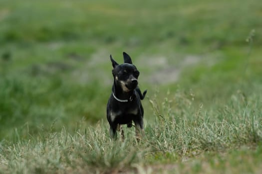 Black toy terrier on green grass. Decorative dog for a walk.