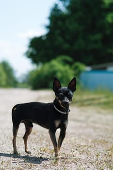 Black toy terrier on green grass. Decorative dog for a walk.