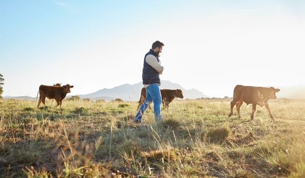 Man, farmer and animals in the countryside for agriculture, travel or natural environment in nature. Male traveler on farm walking on grass field with livestock leading the herd of cattle or cows.