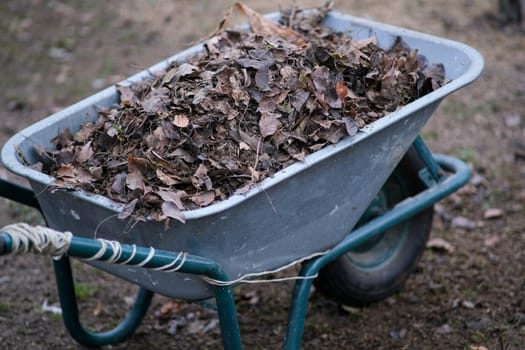 Dry leaves lie in a manual metal wheelbarrow. Autumn garden cleaning.