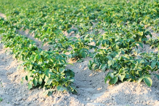 Green potatoes in the garden. Potatoes before flowering in the evening on the field.