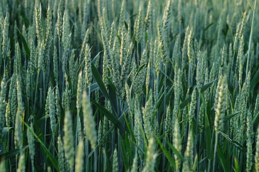 Pure green wheat background. Field with green wheat. Close-up of spikelets of unripe wheat.